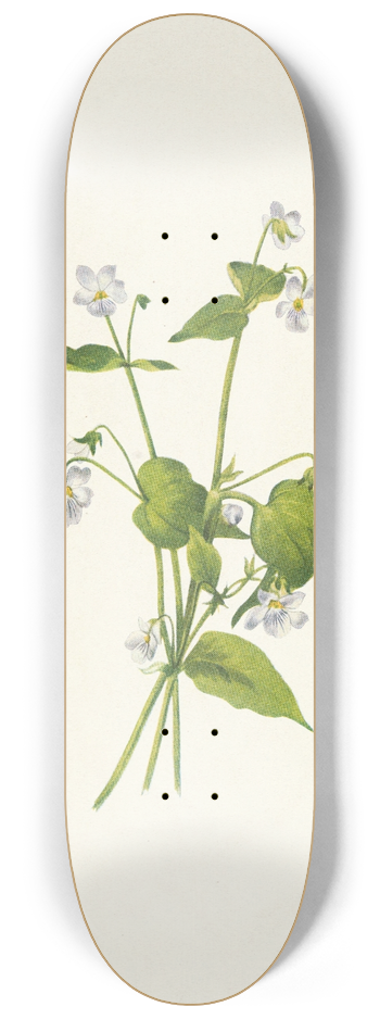 Mary Vaux Walcott - Canada Violet. Viola canadensis 8.25 inch art skate deck