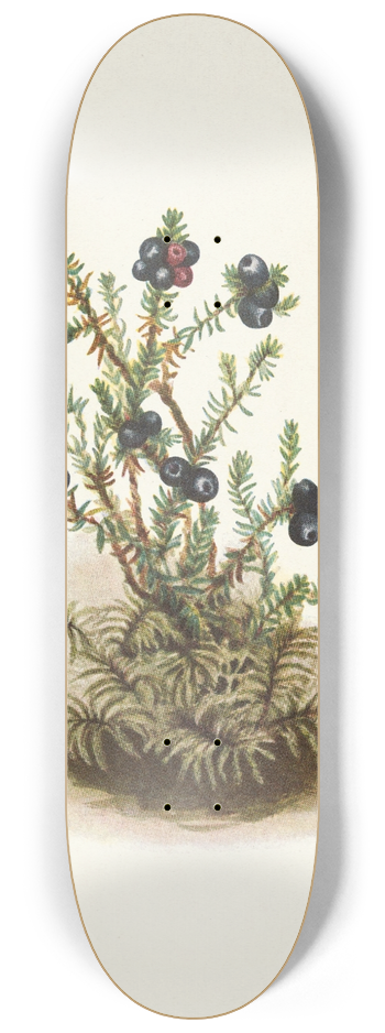 Mary Vaux Walcott - Crowberry. Empetrum nigrum 8.25 inch art skate deck