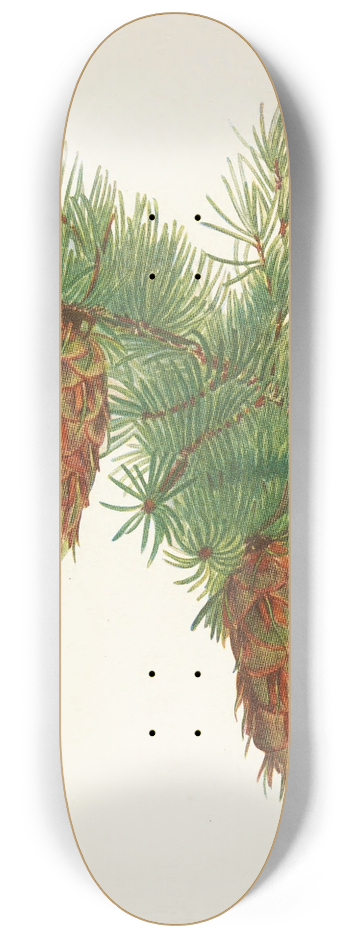 Mary Vaux Walcott - Douglas-fir. Pseudotsuga mucronata 8.25 inch art skate deck