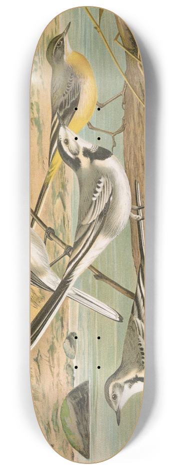 Johann Friedrich Naumann - Motacilla alba, Motacilla boarula 8.25 inch art skate deck