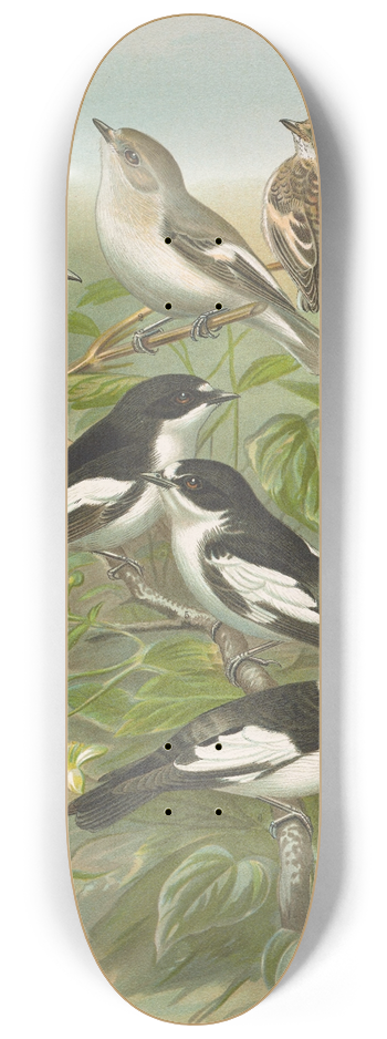 Johann Friedrich Naumann - Muscicapa atricapill, Muscicapa collaris semitorquata, Muscicapa collaris Bechst 8.25 inch art skate deck