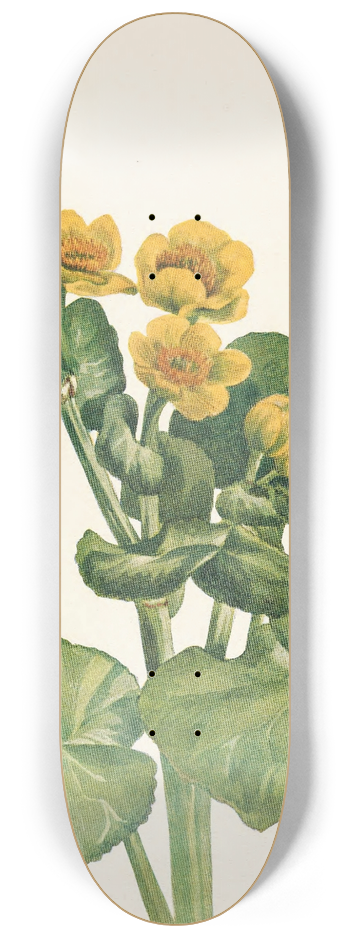 Mary Vaux Walcott - Marshmarigold. Caltha palustris 8.25 inch art skate deck