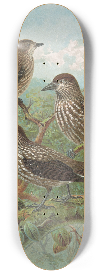 Johann Friedrich Naumann - Nucifraga caryocatactes 8.25 inch art skate deck