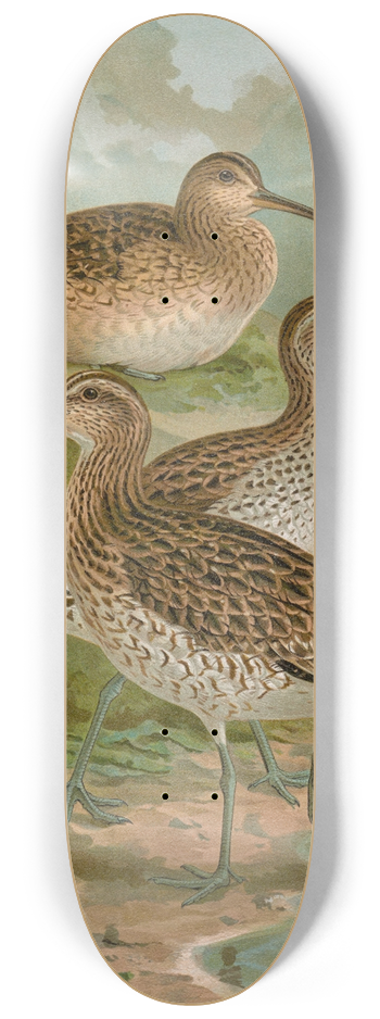 Johann Friedrich Naumann - Numenius phaeopus, Numenius tenuirostris Vieill 8.25 inch art skate deck