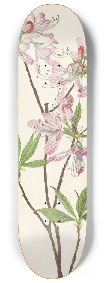 Mary Vaux Walcott - Pinkshell Azalea. Azalea vaseyi 8.25 inch art skate deck