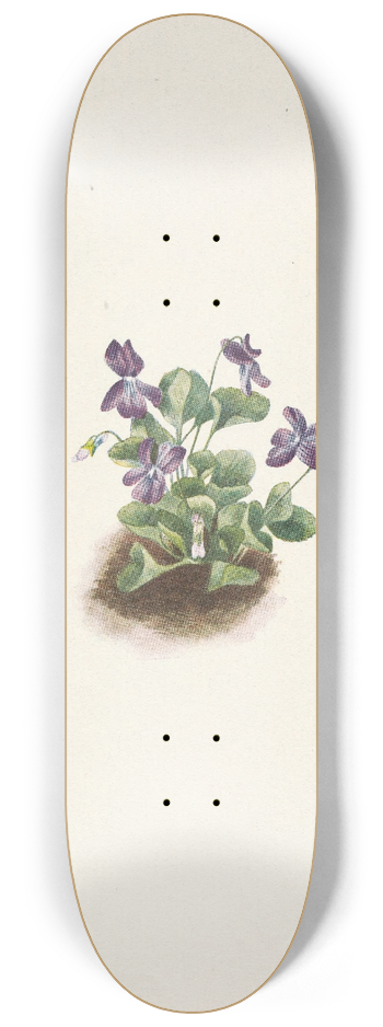 Mary Vaux Walcott - Purple Mountain Violet. Viola adunca 8.25 inch art skate deck