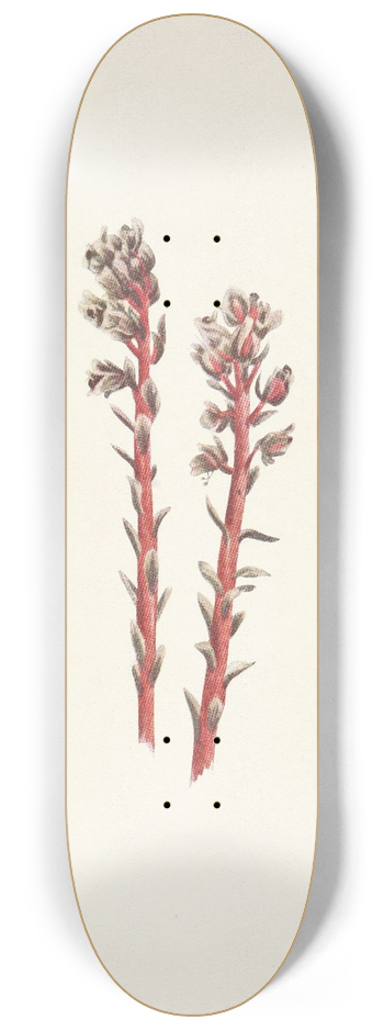 Mary Vaux Walcott - Red Pinesap. Hypopitys lanuginosa 8.25 inch art skate deck