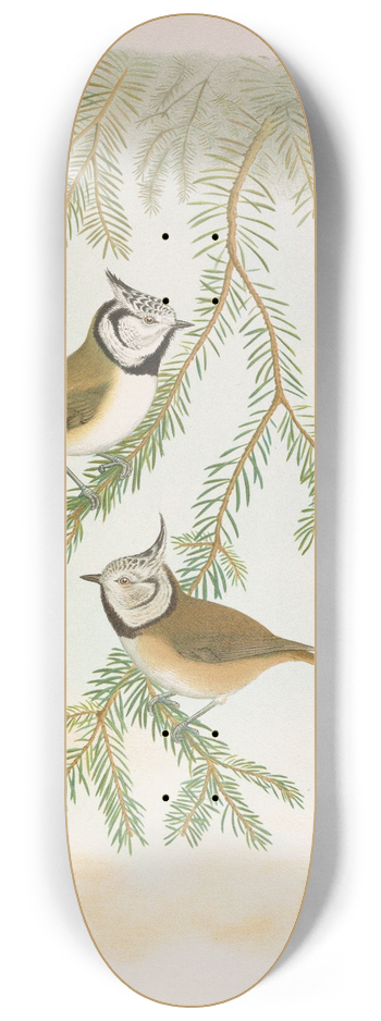 Johann Friedrich Naumann - Parus cristatus 8.25 inch art skate deck