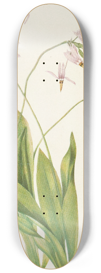 Mary Vaux Walcott - Shootingstar. (Dodecatheon meadia) 8.25 inch art skate deck
