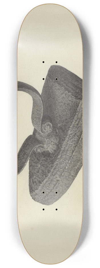 Maurice Van Felix - Flatiron 8.25 inch art skate deck