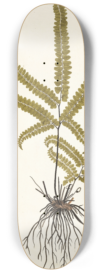 Nikolaus Joseph Freiherr von Jacquin - Adiantum striatum 8.25 inch art skate deck