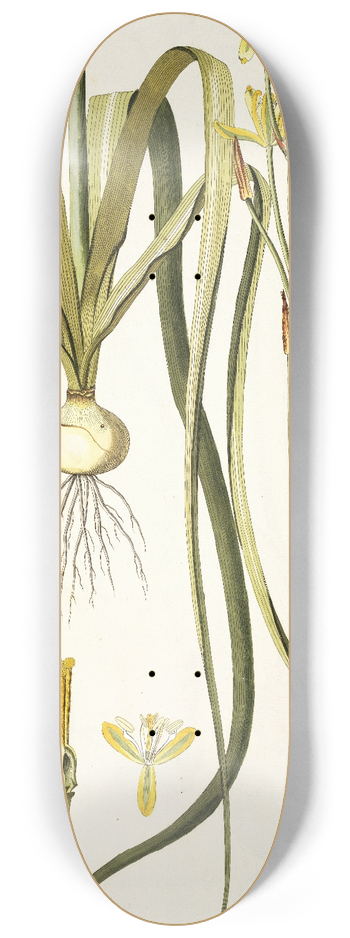 Nikolaus Joseph Freiherr von Jacquin - Albuca aurea 8.25 inch art skate deck