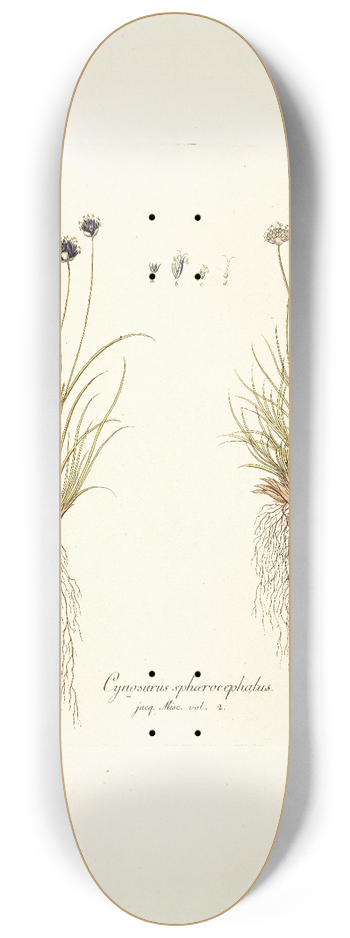 Nikolaus Joseph Freiherr von Jacquin - Cynosurus sphaerocephalus 8.25 inch art skate deck