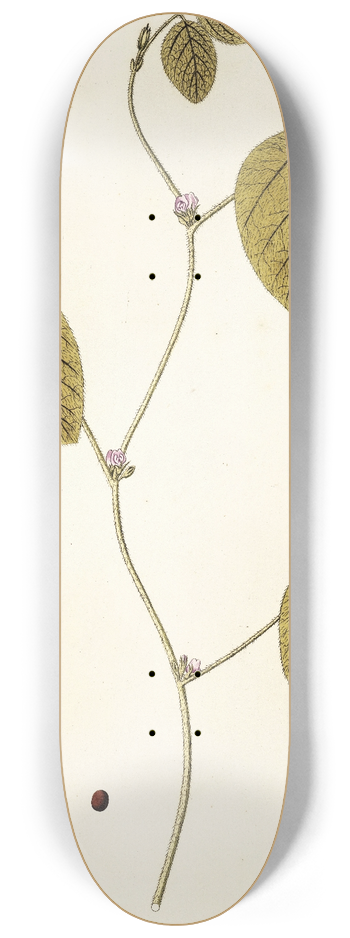 Nikolaus Joseph Freiherr von Jacquin - Dolichos soja 8.25 inch art skate deck