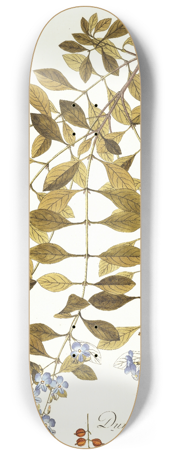 Nikolaus Joseph Freiherr von Jacquin - Duranta plumieri 8.25 inch art skate deck