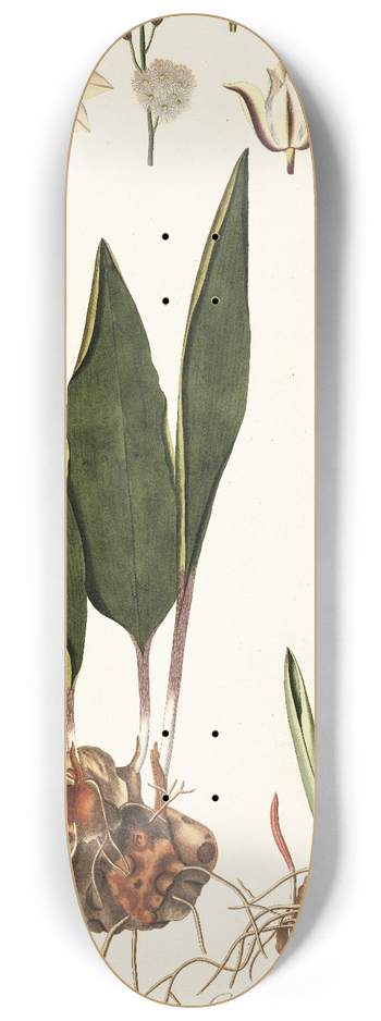 Nikolaus Joseph Freiherr von Jacquin - Eriospermum lanceaefolium 8.25 inch art skate deck