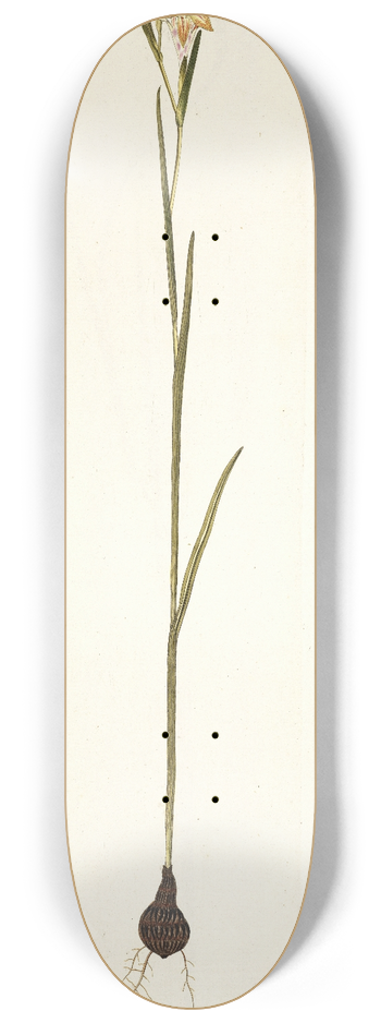 Nikolaus Joseph Freiherr von Jacquin - Gladiolus strictus 8.25 inch art skate deck