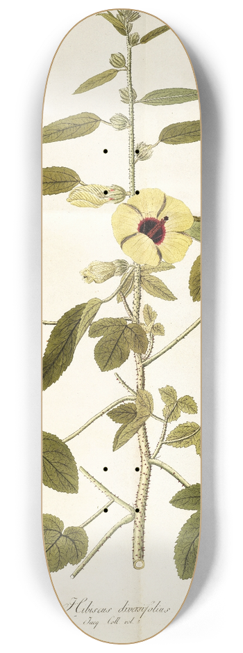Nikolaus Joseph Freiherr von Jacquin - Hibiscus diversifolius 8.25 inch art skate deck