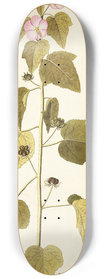 Nikolaus Joseph Freiherr von Jacquin - Hibiscus pentacarpos 8.25 inch art skate deck