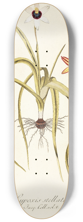 Nikolaus Joseph Freiherr von Jacquin - Hypoxis stellata 8.25 inch art skate deck
