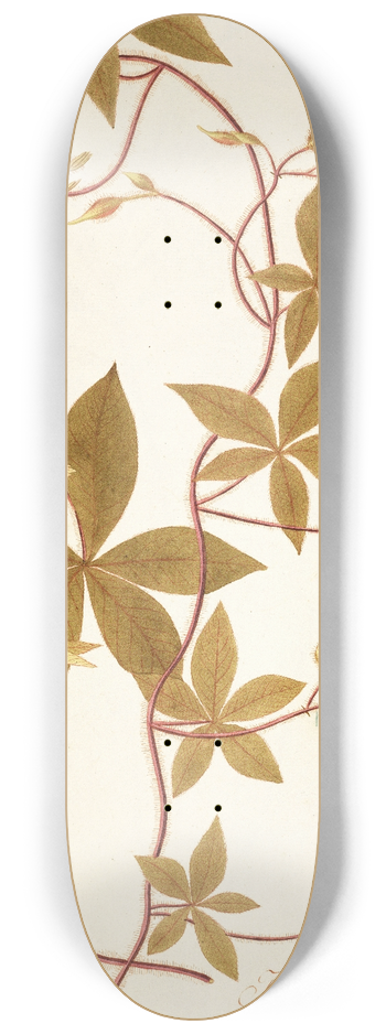 Nikolaus Joseph Freiherr von Jacquin - Ipomoea pentaphylla 8.25 inch art skate deck