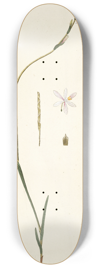 Nikolaus Joseph Freiherr von Jacquin - Ixia radiata 8.25 inch art skate deck