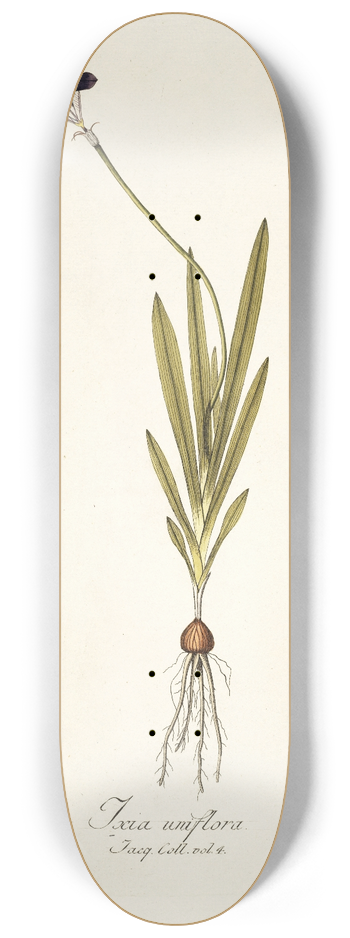 Nikolaus Joseph Freiherr von Jacquin - Ixia uniflora 8.25 inch art skate deck