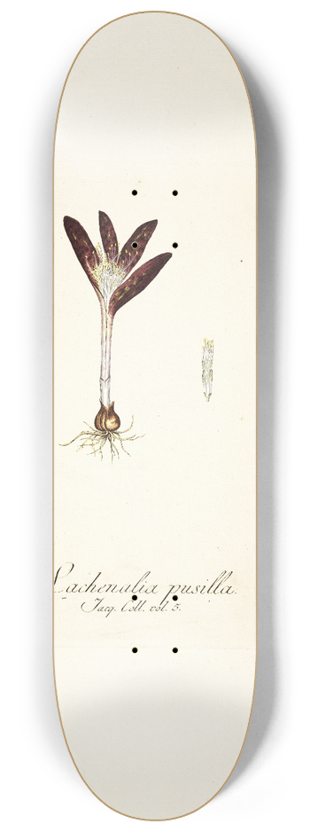 Nikolaus Joseph Freiherr von Jacquin - Lachenalia pusilla 8.25 inch art skate deck