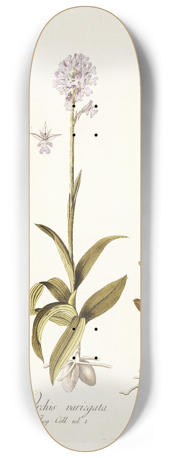 Nikolaus Joseph Freiherr von Jacquin - Orchis variegata 8.25 inch art skate deck