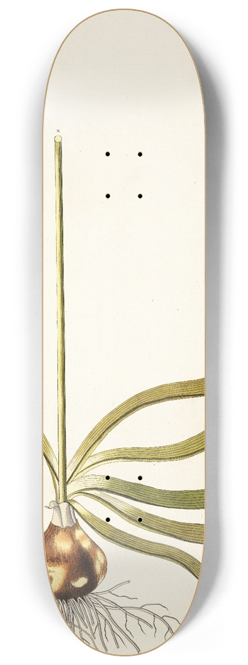 Nikolaus Joseph Freiherr von Jacquin - Ornithogalum odoratum 8.25 inch art skate deck