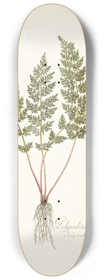 Nikolaus Joseph Freiherr von Jacquin - Polypodium alpinum 8.25 inch art skate deck