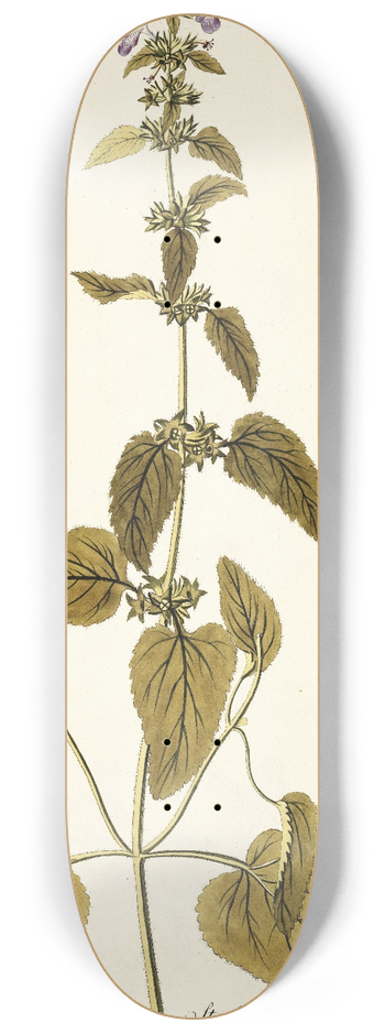 Nikolaus Joseph Freiherr von Jacquin - Stachys canariensis 8.25 inch art skate deck