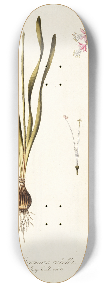 Nikolaus Joseph Freiherr von Jacquin - Strumaria rubella 8.25 inch art skate deck