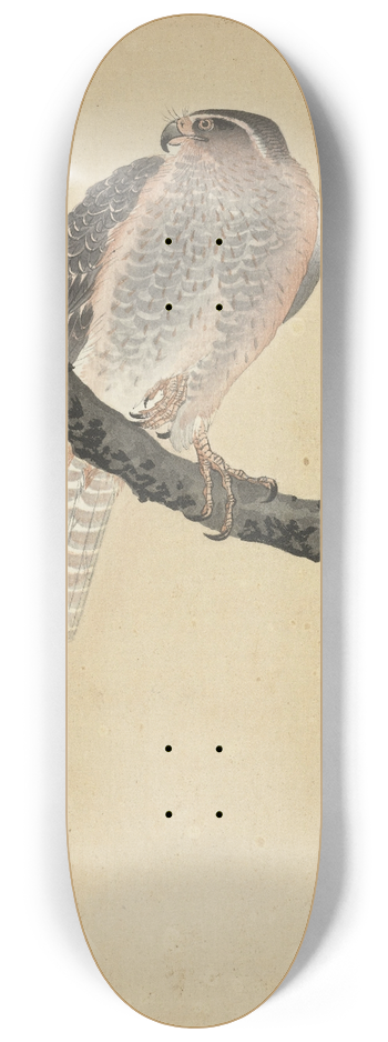 Ohara Koson - Hawk on pine branch 8.25 inch art skate deck