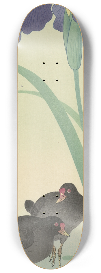 Ohara Koson - Moorhens and iris 8.25 inch art skate deck