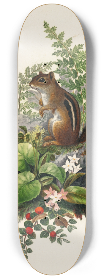 Olive E Whitney - Chipmunk 8.25 inch art skate deck