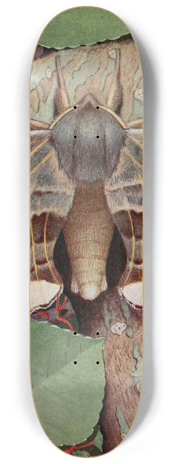 Paul-Andre Robert - Le Smrinthe du Peuplier 8.25 inch art skate deck