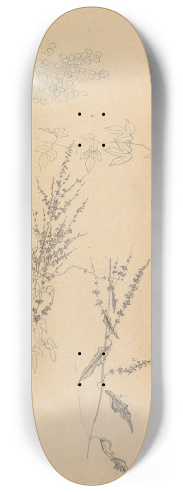Johann Wilhelm Preyer - Studies of Plants 8.25 inch art skate deck