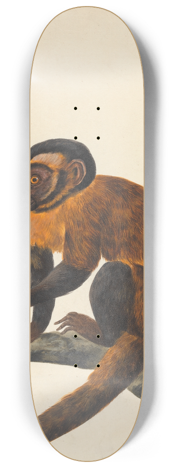 Peter Paillou the younger - A Capuchin 8.25 inch art skate deck
