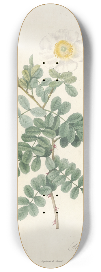Pierre Joseph Redout - Rosa Bracteata 8.25 inch art skate deck