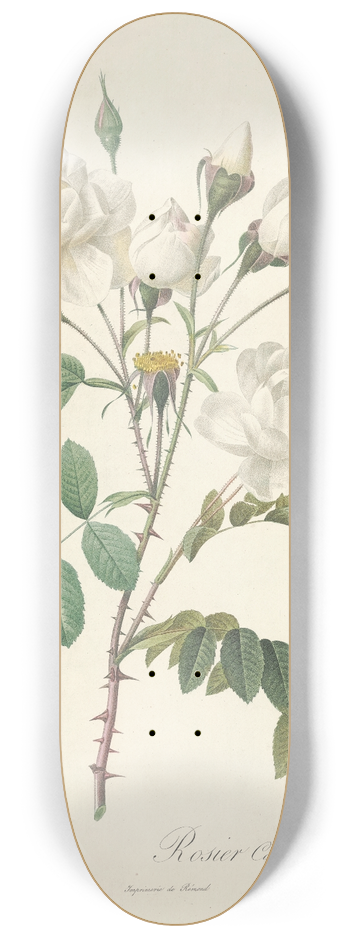 Pierre Joseph Redout - Rosa Campanulata Alba 8.25 inch art skate deck