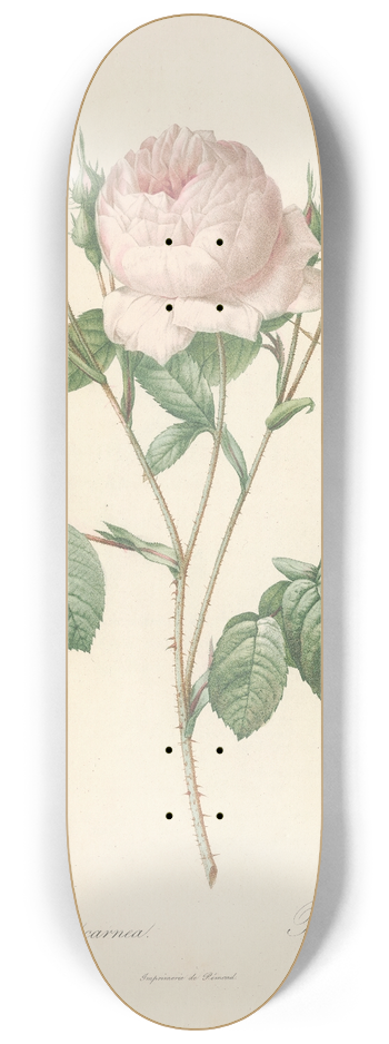 Pierre Joseph Redout - Rosa Centifolia Carnea 8.25 inch art skate deck