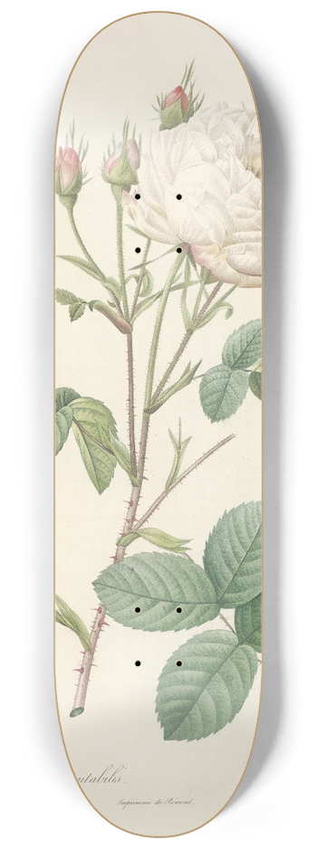 Pierre Joseph Redout - Rosa Centifolia Mutabilis 8.25 inch art skate deck
