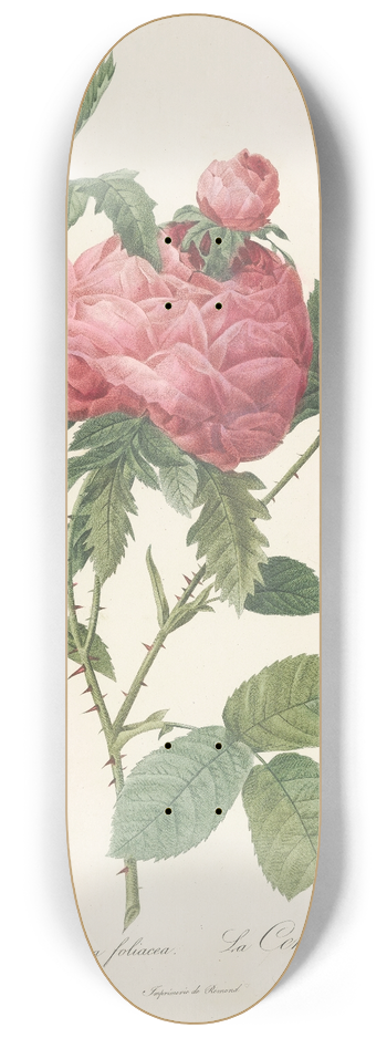 Pierre Joseph Redout - Rosa Centifolia Prolifera Foliacea 8.25 inch art skate deck