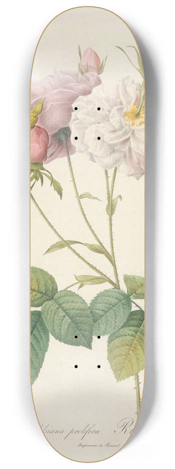 Pierre Joseph Redout - Rosa Damascena Celsiana Prolifera 8.25 inch art skate deck