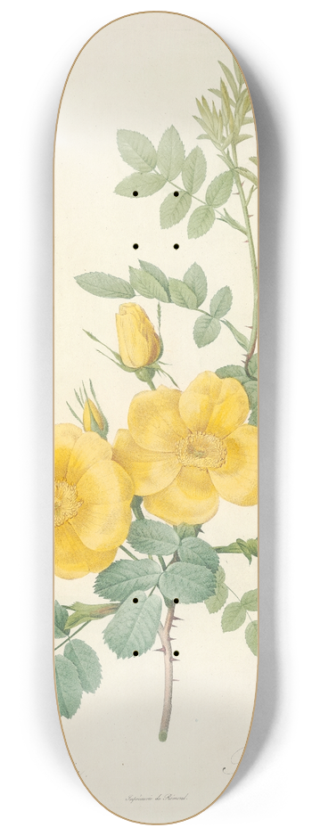Pierre Joseph Redout - Rosa Eglanteria 8.25 inch art skate deck