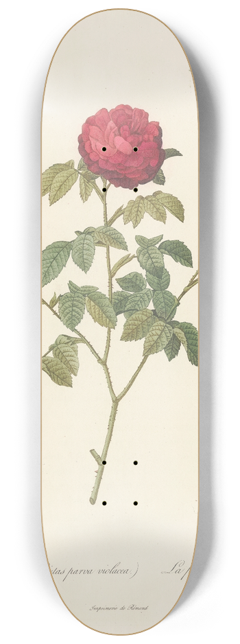 Pierre Joseph Redout - Rosa Gallica Agatha (Var. Parva Violacea) 8.25 inch art skate deck