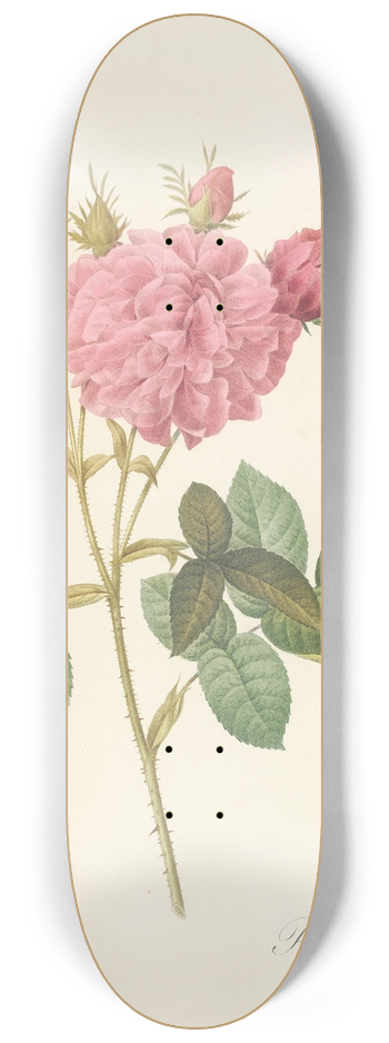 Pierre Joseph Redout - Rosa Gallica Agatha (Var. Regalis) 8.25 inch art skate deck