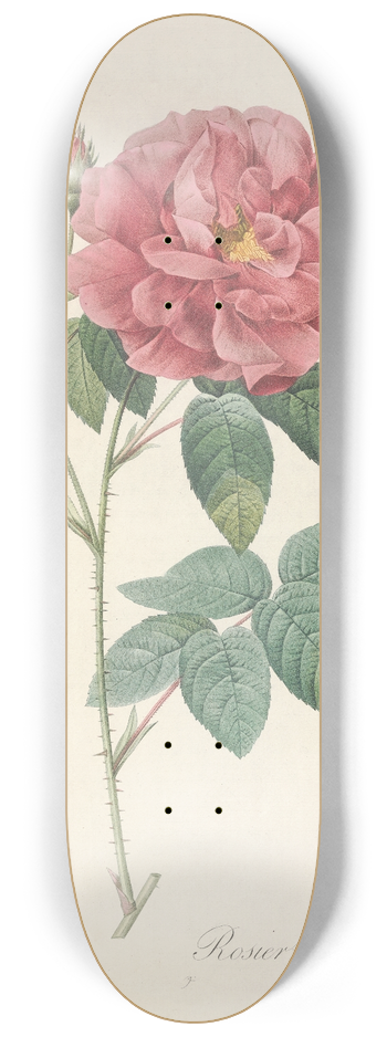 Pierre Joseph Redout - Rosa Gallica Officinalis 8.25 inch art skate deck
