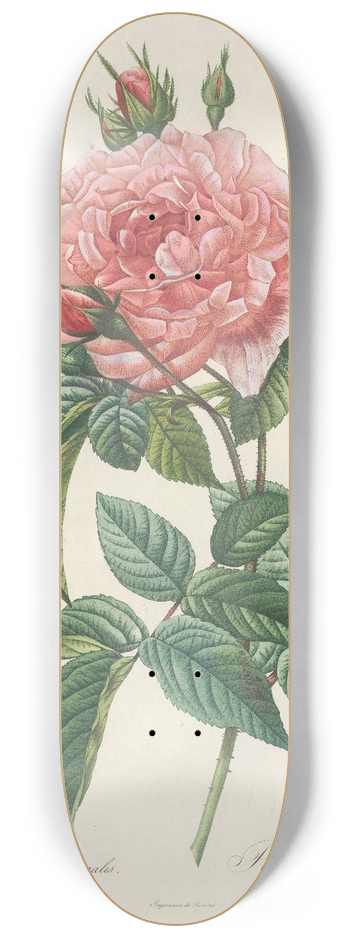 Pierre Joseph Redout - Rosa Gallica Regalis 8.25 inch art skate deck